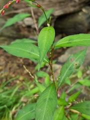 Persicaria hydropiper