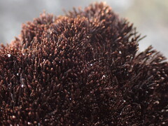 Andreaea