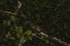 Arctogalidia trivirgata