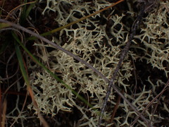 Cladonia uncialis