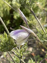 Gladiolus patersoniae