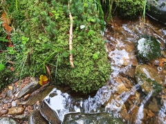 Hyocomium armoricum