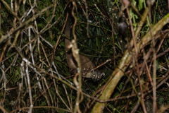 Arctogalidia trivirgata