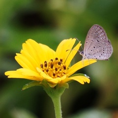 Zizula hylax pygmaea