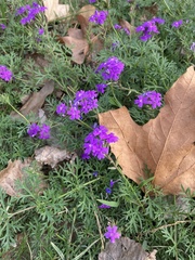 Verbena