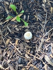 Agrocybe praecox