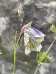 Gladiolus patersoniae