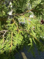 Thuja occidentalis