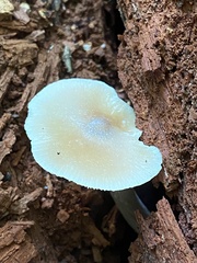 Entoloma strictius