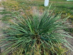 Iris lactea biglumis