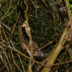 Arctogalidia trivirgata