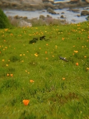 Tachycineta leucopyga