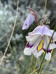 Gladiolus patersoniae