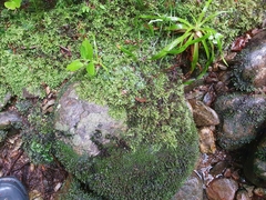 Hyocomium armoricum