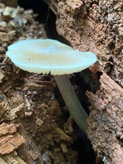 Entoloma strictius