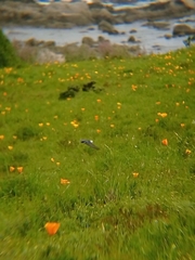 Tachycineta leucopyga