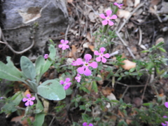 Saponaria calabrica