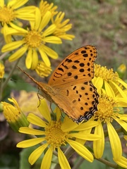 Argynnis hyperbius