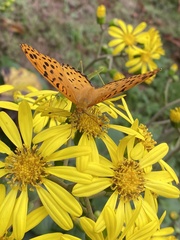 Argynnis hyperbius