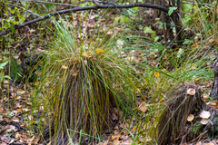 Carex cespitosa