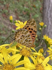 Argynnis hyperbius