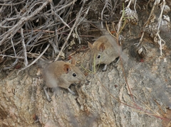 Elephantulus rupestris