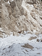 Capra ibex