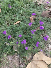 Verbena