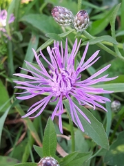 Centaurea jacea