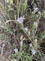 Eucephalus engelmannii