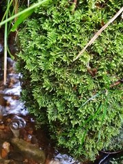 Hyocomium armoricum