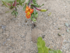 Oenothera coquimbensis