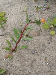 Oenothera coquimbensis