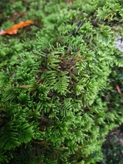 Hyocomium armoricum
