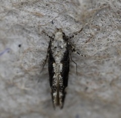 Coleotechnites florae