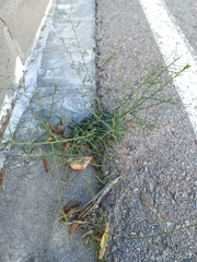 Lepidium graminifolium