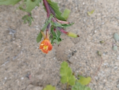 Oenothera coquimbensis