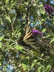 Papilio glaucus