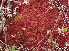 Sphagnum capillifolium