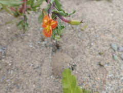 Oenothera coquimbensis