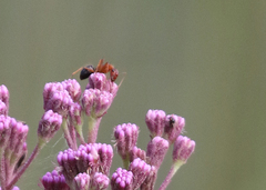 Camponotus floridanus