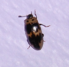 Ischyrus