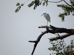Egretta thula