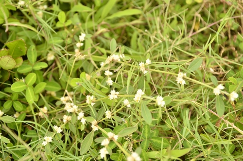 Alternanthera bettzickiana, photograph 6