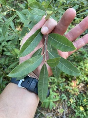 Salix bebbiana