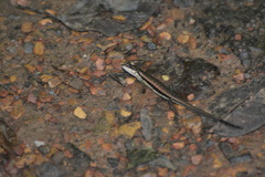 Sphenomorphus maculatus