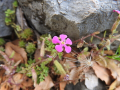Saponaria calabrica
