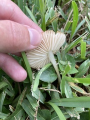 Marasmius vagus