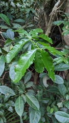 Capparis micracantha