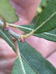 Salix bebbiana